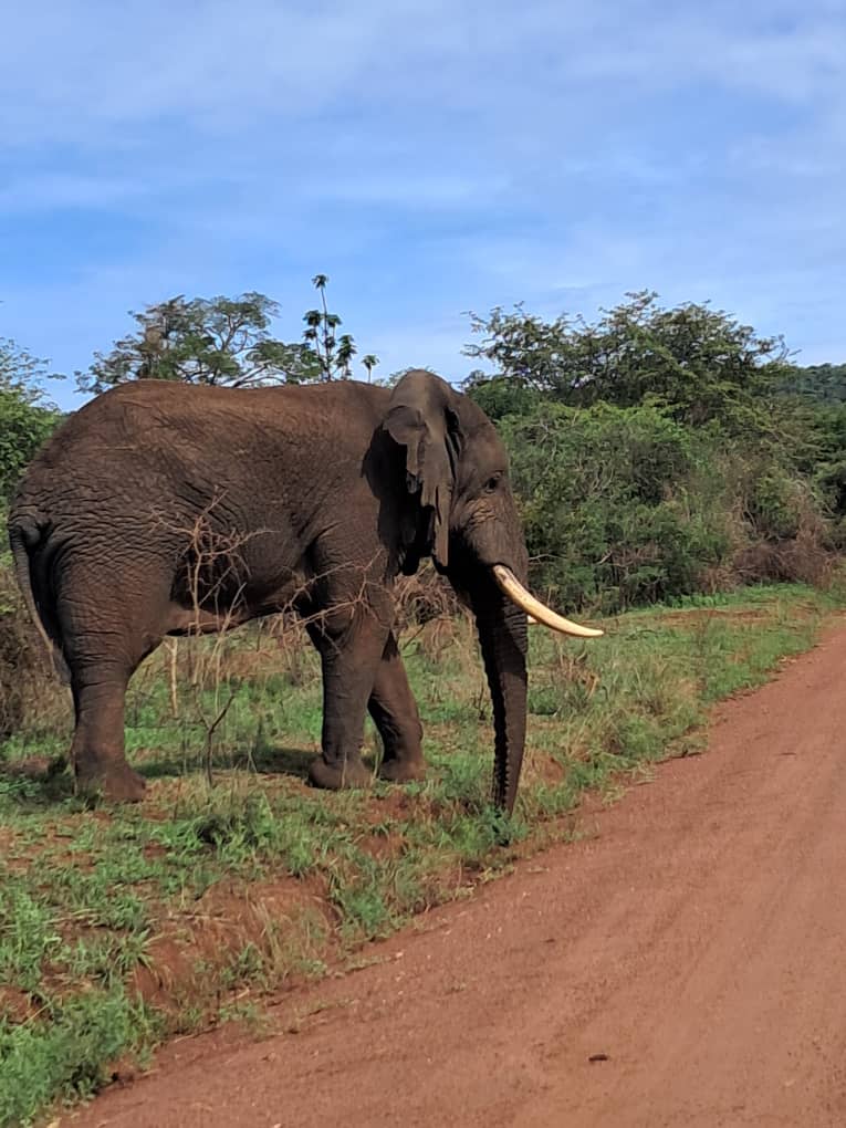 Elephant