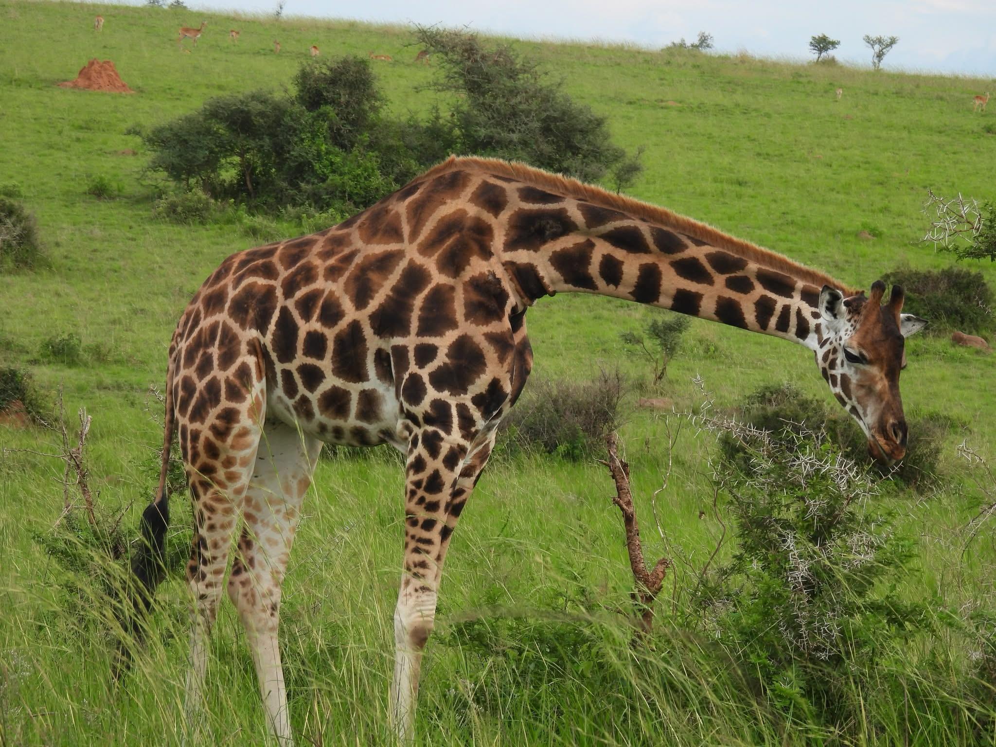 Giraffe 1