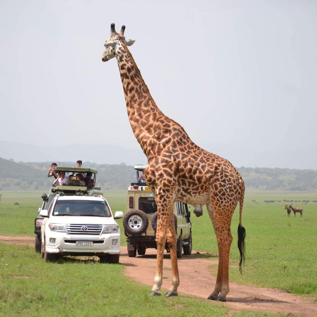 Giraffe 2