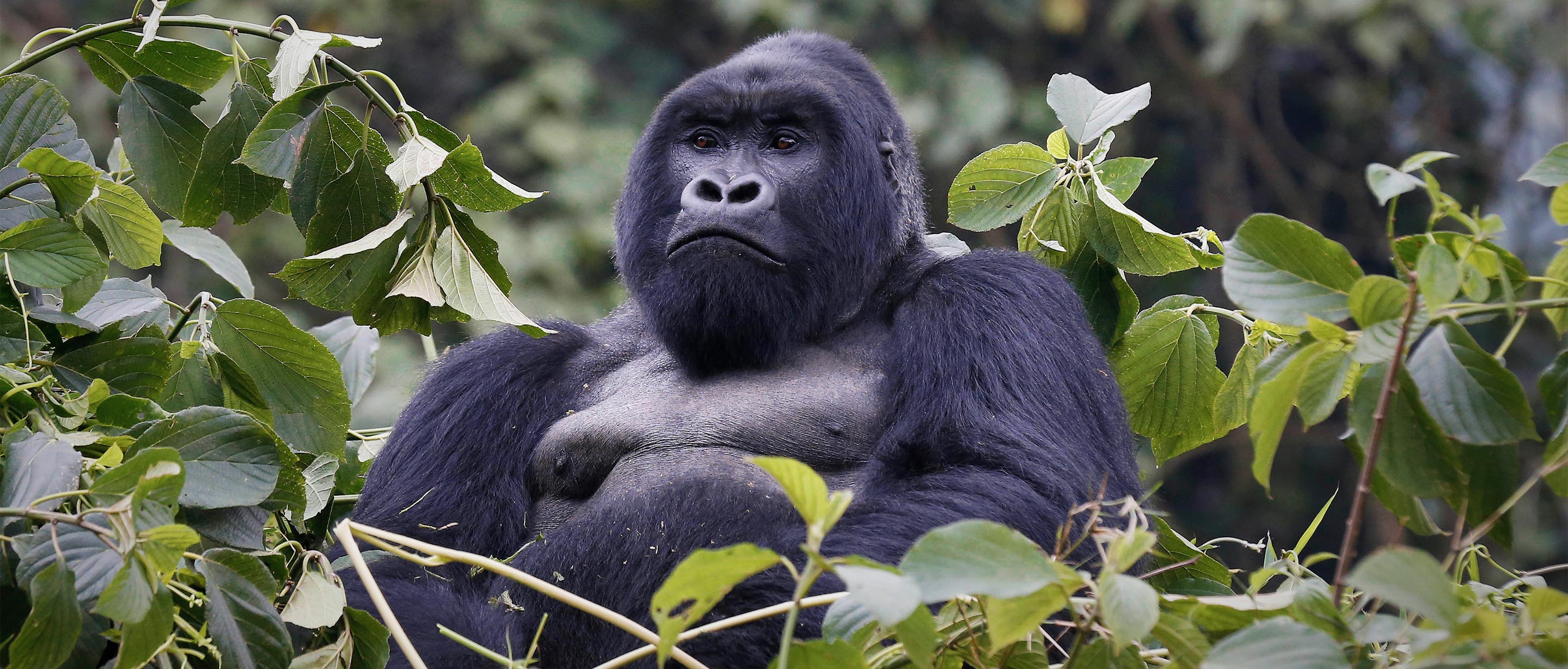 Tours in Rwanda