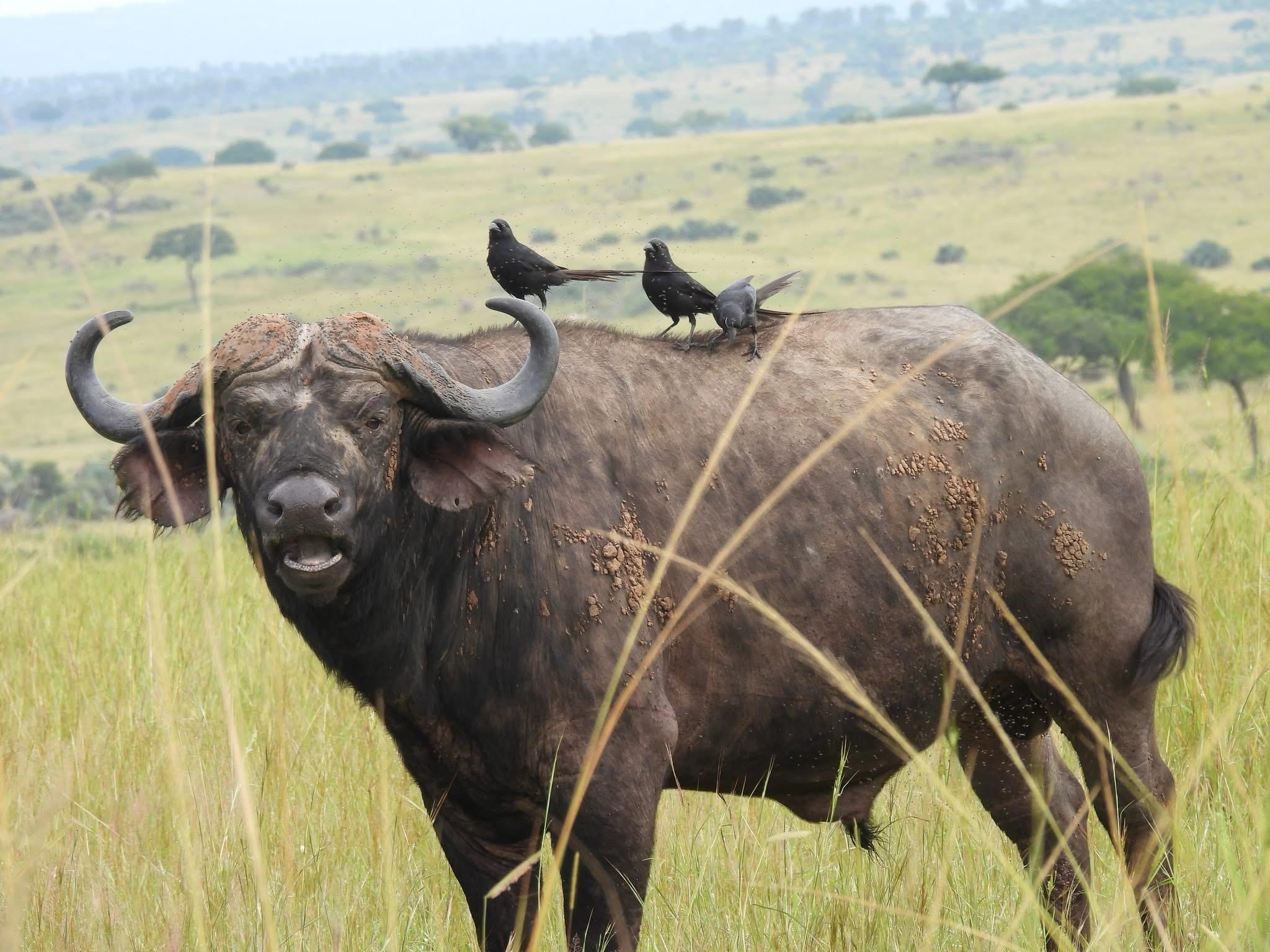 Buffalo