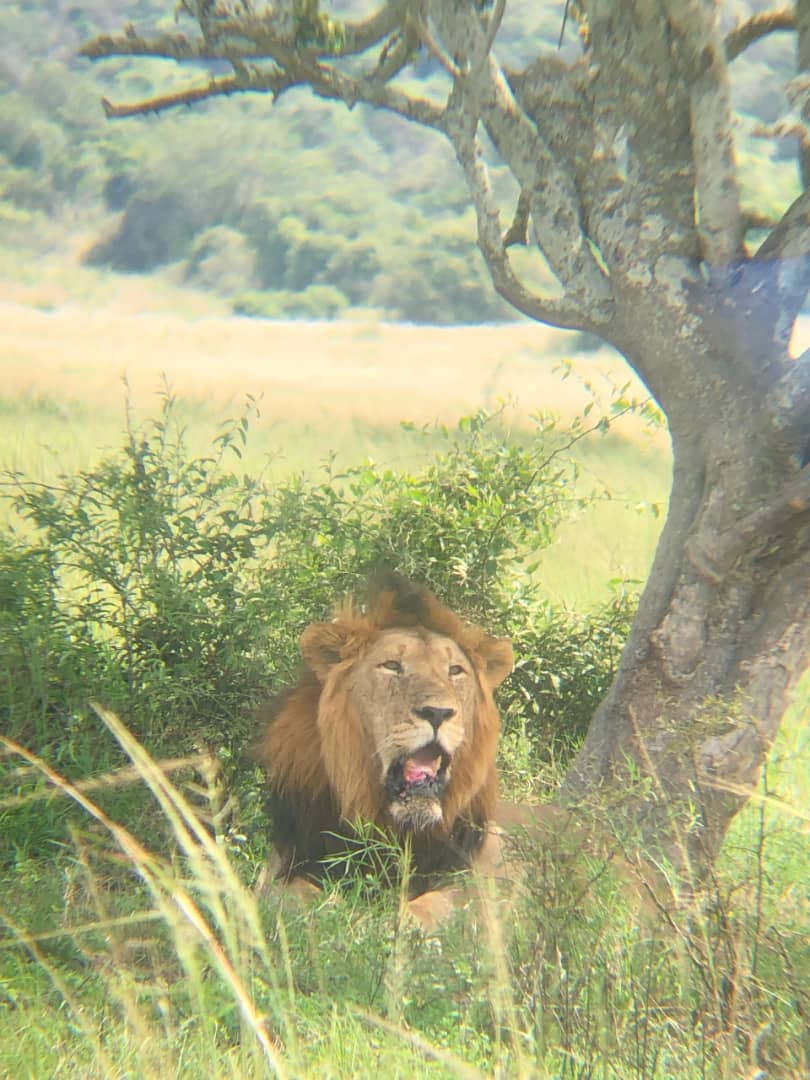 Lion